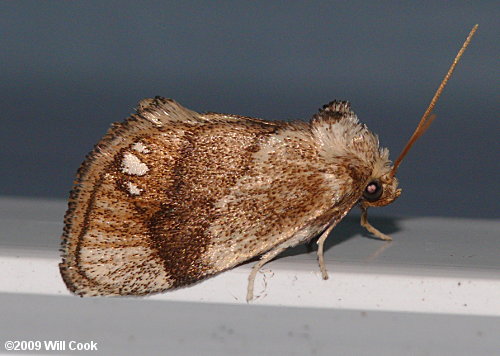 Packardia geminata - Jeweled Tailed Slug Moth