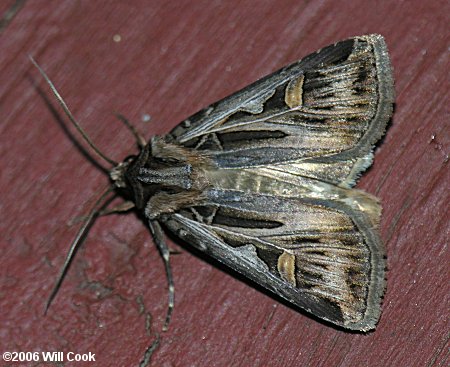 Feltia jaculifera - Dingy Cutworm Moth