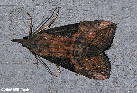 Hypena scabra - Green Cloverworm Moth