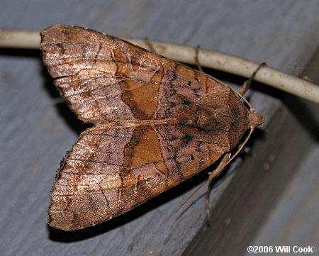 Phlogophora periculosa - Brown Angle Shades Moth