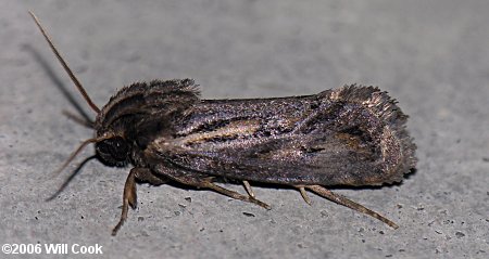 Acrolophus popeanella - Clemens' Grass Tubeworm Moth
