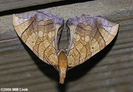 Eulithis gracilineata - Greater Grapevine Looper