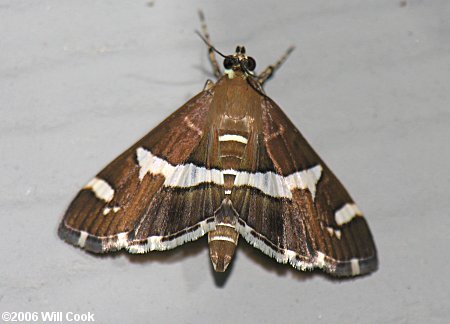 Spoladea recurvalis - Beet Webworm Moth