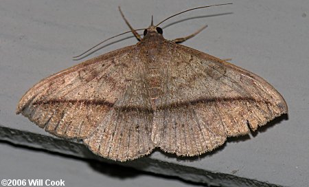 Anticarsia gemmatalis - Velvetbean Caterpillar Moth