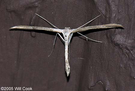 Emmelina monodactyla - Morning-glory Plume Moth