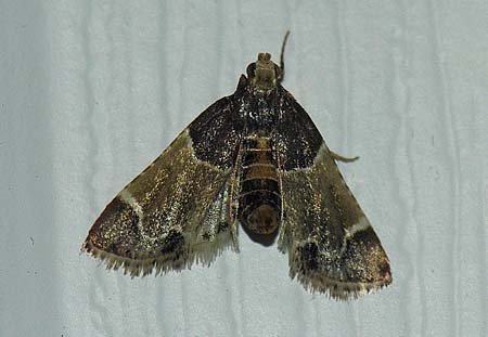 Pyralis farinalis - Meal Moth