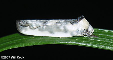 Antaeotricha leucillana - Pale Gray Bird-dropping Moth