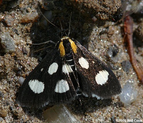Anania funebris - White-spotted Sable