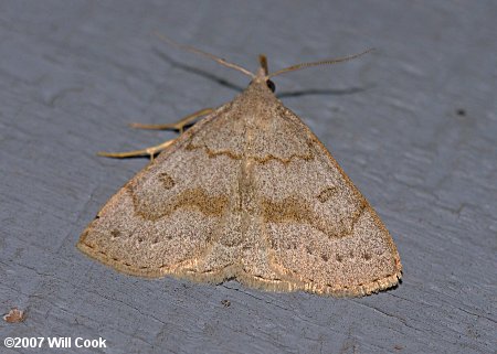 Chytolita morbidalis - Morbid Owlet Moth