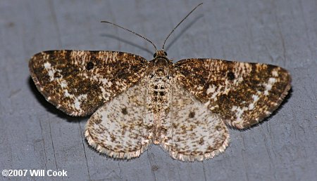Eufidonia notataria - Powder Moth