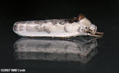Antaeotricha leucillana - Pale Gray Bird-dropping Moth