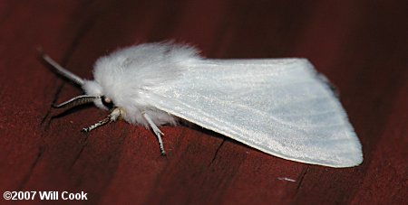 Virginian Tiger Moth/Yellow Bear (Spilosoma virginica)