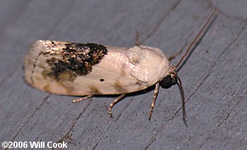 Ponometia erastrioides - Small Bird-dropping Moth