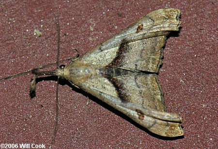 Palthis angulalis - Dark-spotted Palthis