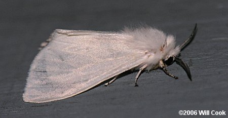 Virginian Tiger Moth/Yellow Bear (Spilosoma virginica)