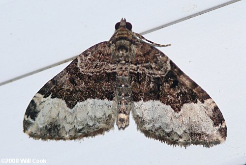 Xanthorhoe lacustrata - Toothed Brown Carpet