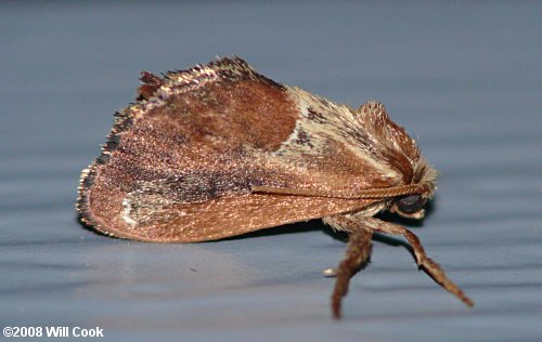 Adoneta spinuloides - Purple-crested Slug Moth