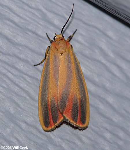 Hypoprepia fucosa - Painted Lichen Moth