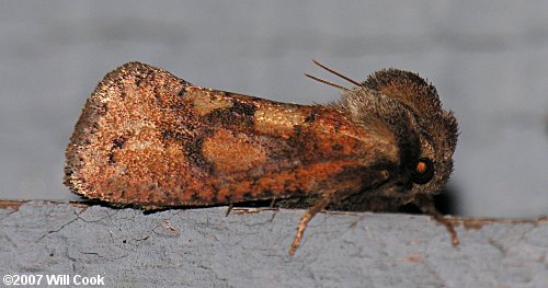 Acrolophus plumifrontella - Eastern Grass-tubeworm Moth
