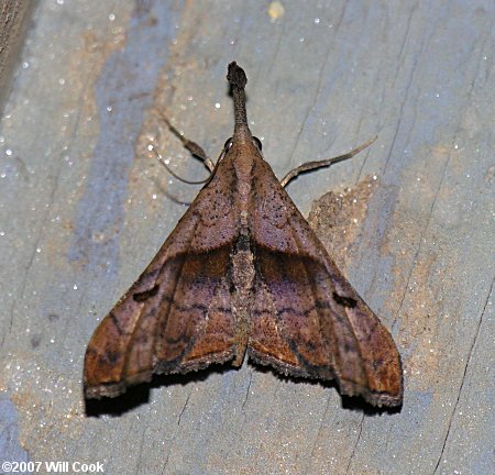 Palthis angulalis - Dark-spotted Palthis