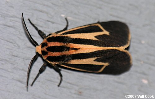 Apantesis vittata - Banded Tiger Moth