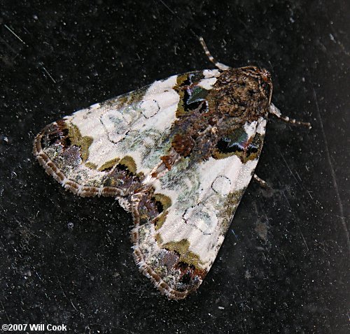 Cerma cerintha - Tufted Bird Dropping Moth
