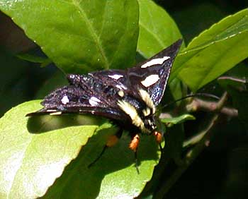 Alypia octomaculata - Eight-spotted Forester