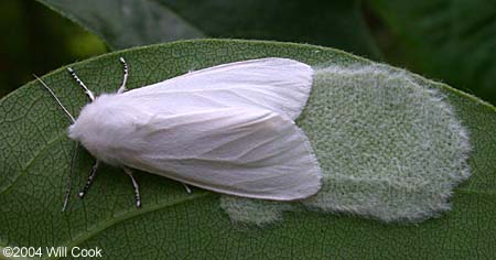 Virginian Tiger Moth/Yellow Bear (Spilosoma virginica)