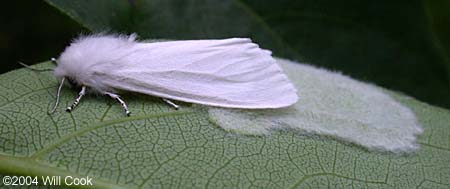 Virginian Tiger Moth/Yellow Bear (Spilosoma virginica)