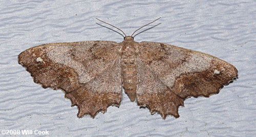 Hypagyrtis unipunctata - One-spotted Variant