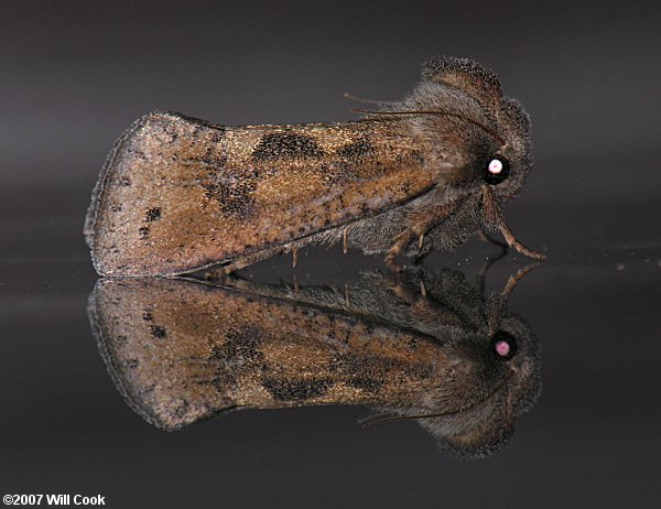 Acrolophus plumifrontella - Eastern Grass-tubeworm Moth