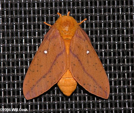 Anisota senatoria - Orange-tipped Oakworm