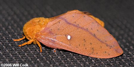 Anisota senatoria - Orange-tipped Oakworm