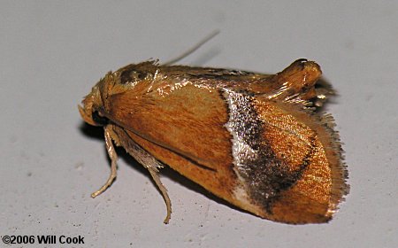 Lithacodes fasciola - Yellow-shouldered Slug Moth