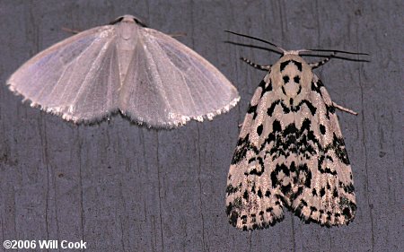 Lomographa vestaliata - White Spring Moth