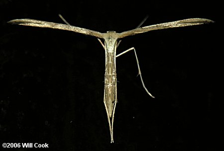 Emmelina monodactyla - Morning-glory Plume Moth