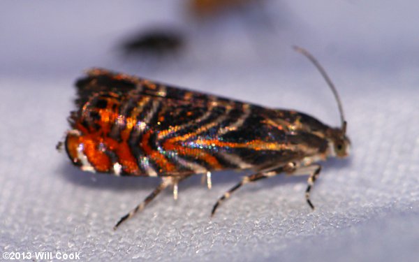 Thaumatographa jonesi - Psychedelic Jones Moth