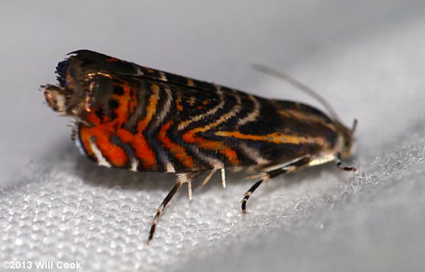 Thaumatographa jonesi - Psychedelic Jones Moth