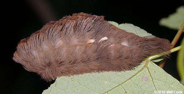Megalopyge opercularis - Southern Flannel Moth/Asp Caterpillar/Puss Moth