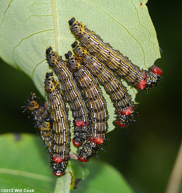 Red-humped Caterpillar (Schizura concinna)