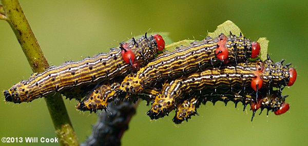 Red-humped Caterpillar (Schizura concinna)