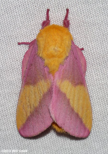 Rosy Maple Moth (Dryocampa rubicunda)