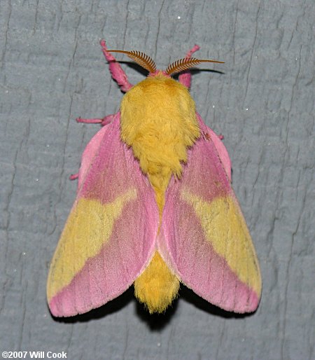 Rosy Maple Moth (Dryocampa rubicunda)