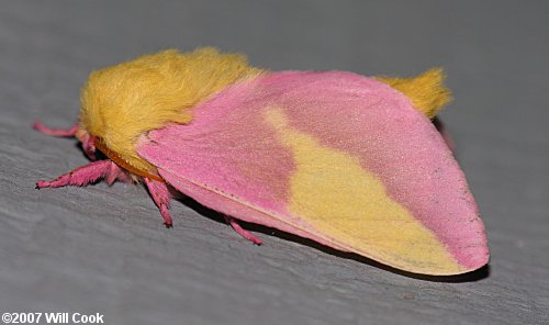 Rosy Maple Moth (Dryocampa rubicunda)