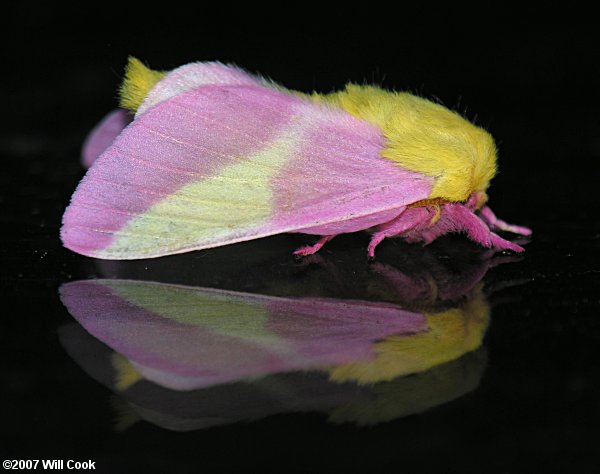 Rosy Maple Moth (Dryocampa rubicunda)