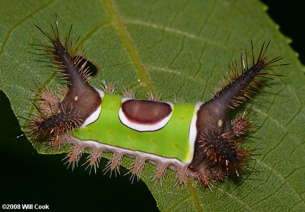 Acharia stimulea - Saddleback Caterpillar Moth