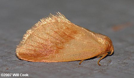 Tortricidia testacea - Early Button Slug Moth