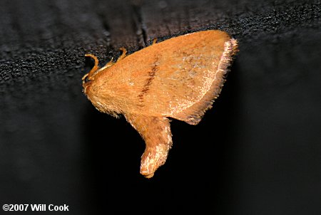 Tortricidia flexuosa - Abbreviated Button Slug Moth