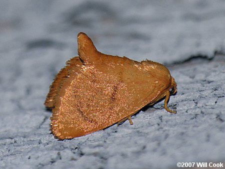 Tortricidia flexuosa - Abbreviated Button Slug Moth