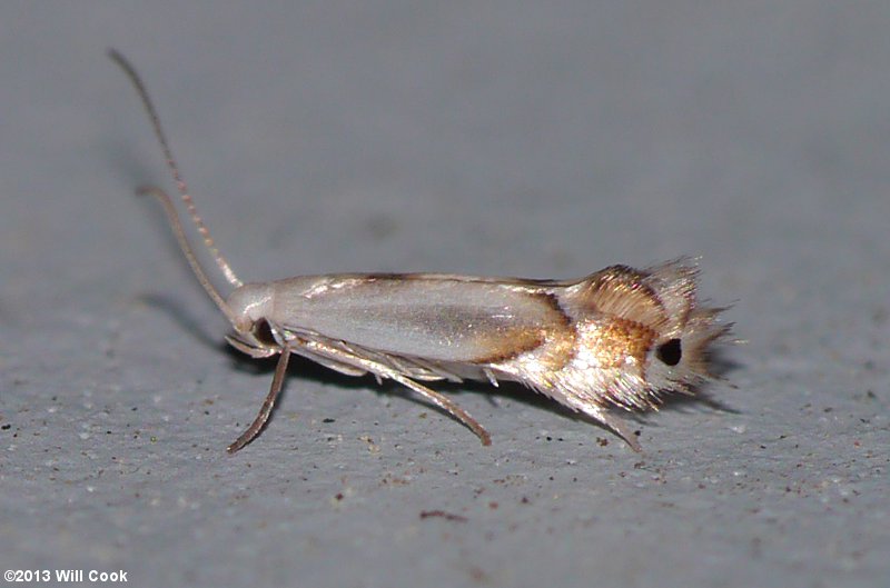 Phyllocnistis - Leaf Blotch Miner Moths